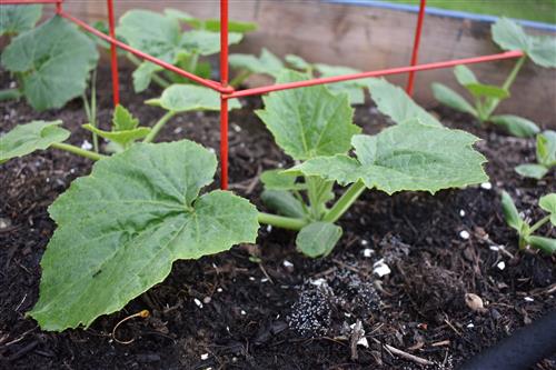Week 6 Squash 